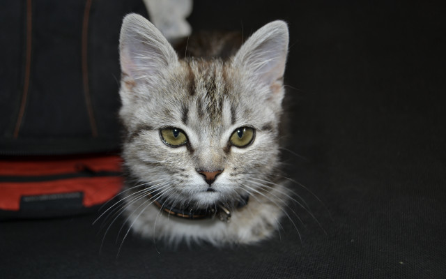 Cat collar black surface red free wallpaper for desktop - medium preview image