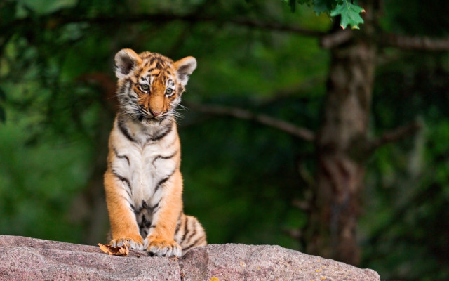 Tiger cub forest serious focus free wallpaper for desktop - medium preview image