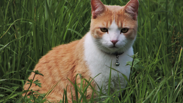 Sad cat field bamboo forest free wallpaper for desktop - medium preview image