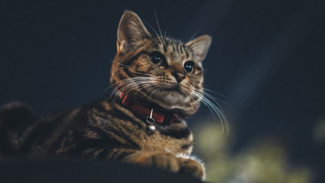 Serious cat collar blue eyes free wallpaper for desktop - medium preview image