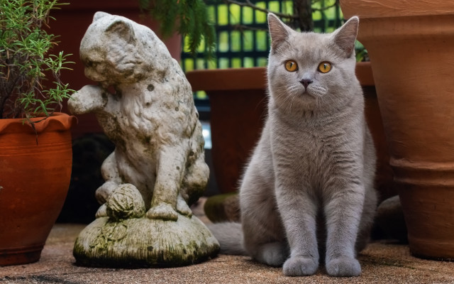 Cat statue potted plant figurine free wallpaper for desktop - medium preview image