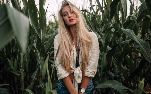 Woman cornfield serious blonde nature free wallpaper for desktop - medium preview image