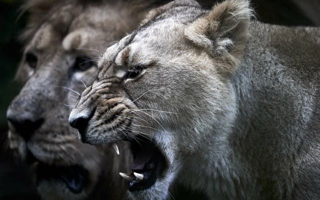 Lions showing teeth wildlife macro free wallpaper for desktop - medium preview image