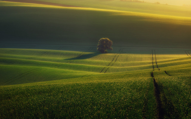 Lone tree green field sunset #4 free wallpaper for desktop - medium preview image