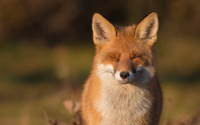 Fox closed eyes grass blurry free wallpaper for desktop - medium preview image