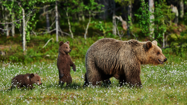 Mother bear cubs field flowers #2 free wallpaper for desktop - medium preview image