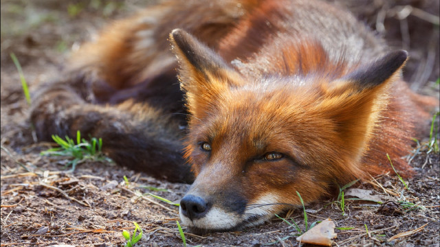 Red fox sad looking grass free wallpaper for desktop - medium preview image
