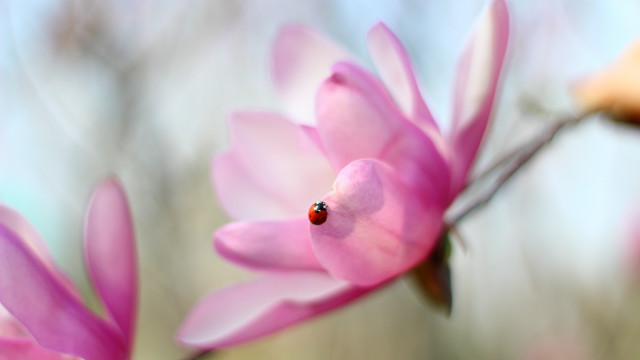 Ladybug pinkflower macroblur background leaves free wallpaper for desktop - medium preview image