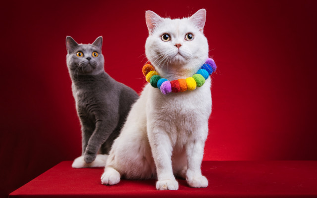 Cat rainbow collar black red free wallpaper for desktop - medium preview image