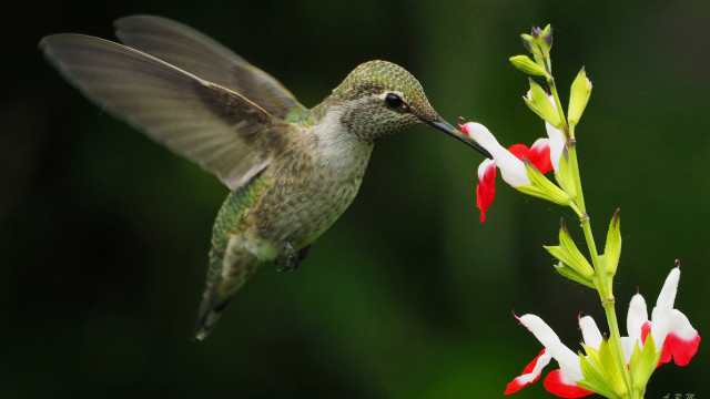 Hummingbird flower open wings ecological free wallpaper for desktop - medium preview image