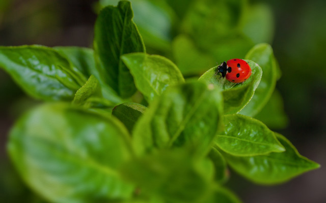 Ladybug green leaves macro bokeh free wallpaper for desktop - medium preview image