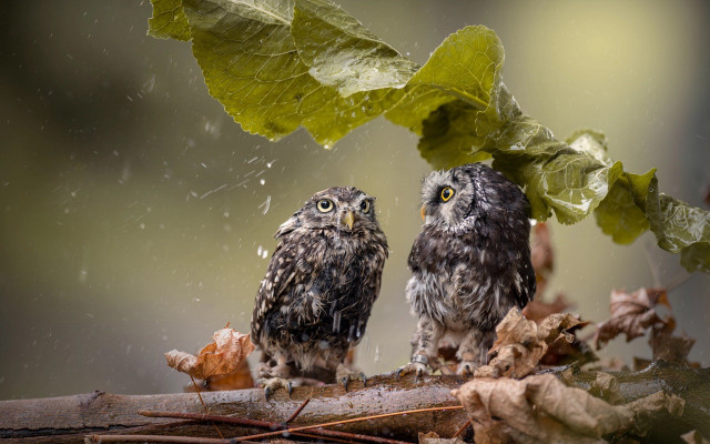 Two owls rain leaves star free wallpaper for desktop - medium preview image