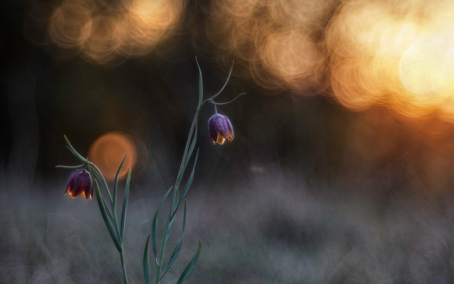Flower butterfly macro light clouds free wallpaper for desktop - medium preview image