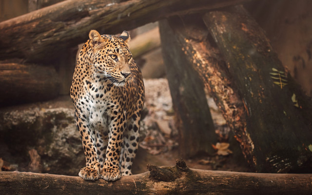 Leopard log zoo enclosure animals free wallpaper for desktop - medium preview image