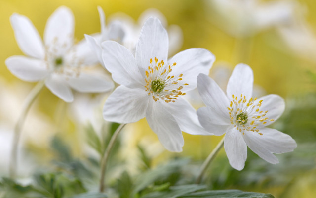 White flower butterfly bokeh green free wallpaper for desktop - medium preview image