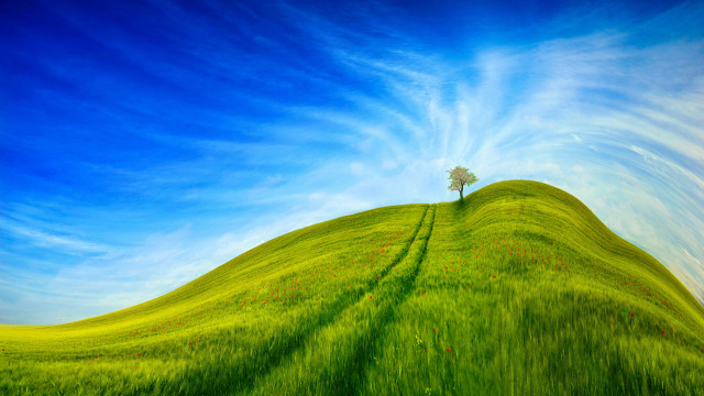 Tree hill green field blue #2 free wallpaper for desktop - medium preview image