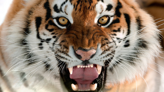 Tiger open mouth teeth missing free wallpaper for desktop - medium preview image