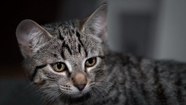 Sad cat striped face black free wallpaper for desktop - medium preview image