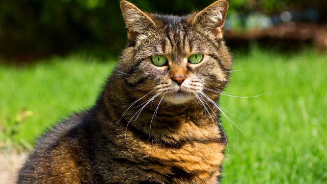 Cat green eyes sitting grass #3 free wallpaper for desktop - medium preview image