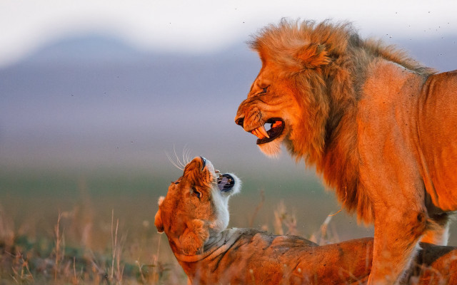 Lion dog field wildlife naturalism free wallpaper for desktop - medium preview image