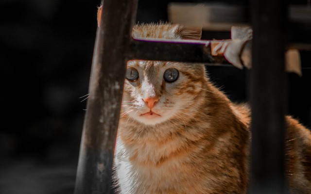 Sad cat on chair colorized free wallpaper for desktop - medium preview image
