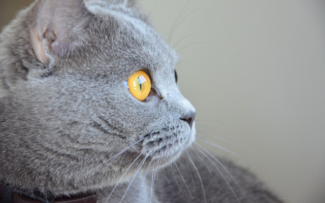 Gray cat yellow eyes photorealistic free wallpaper for desktop - medium preview image