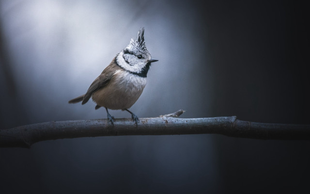 Small bird branch dark closed free wallpaper for desktop - medium preview image