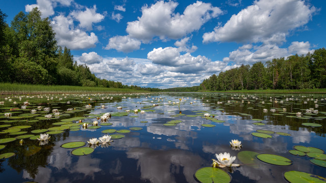 Lake lily pads trees clouds free wallpaper for desktop - medium preview image