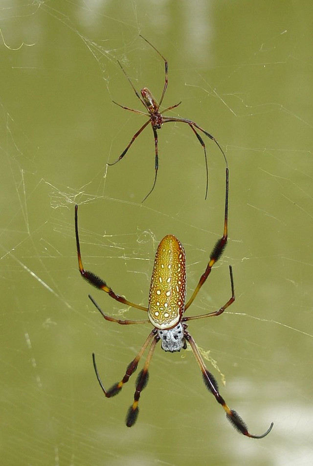 Spider web water reflection female free wallpaper for mobile - medium preview image