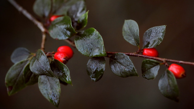Branch berries leaves water dark free wallpaper for desktop - medium preview image