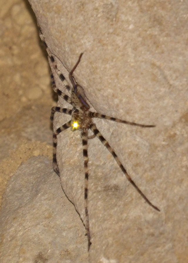 Spider yellow eyes rock sun free wallpaper for mobile - medium preview image