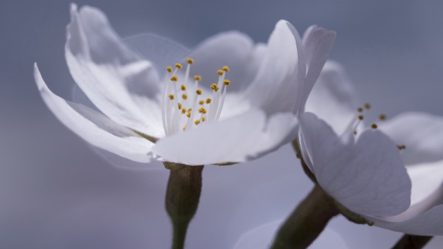 White flower blue sky yellow free wallpaper for desktop - medium preview image