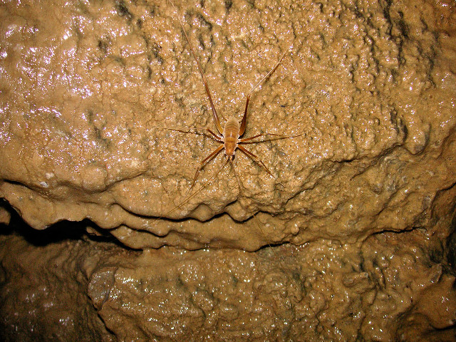 Spider crawling rock cave water free wallpaper for desktop - medium preview image