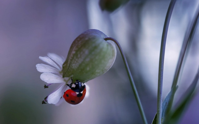 Ladybug flower macro blurry background #2 free wallpaper for desktop - medium preview image