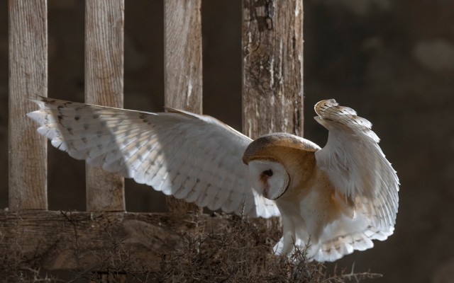 Barn owl wings perched wooden free wallpaper for desktop - medium preview image