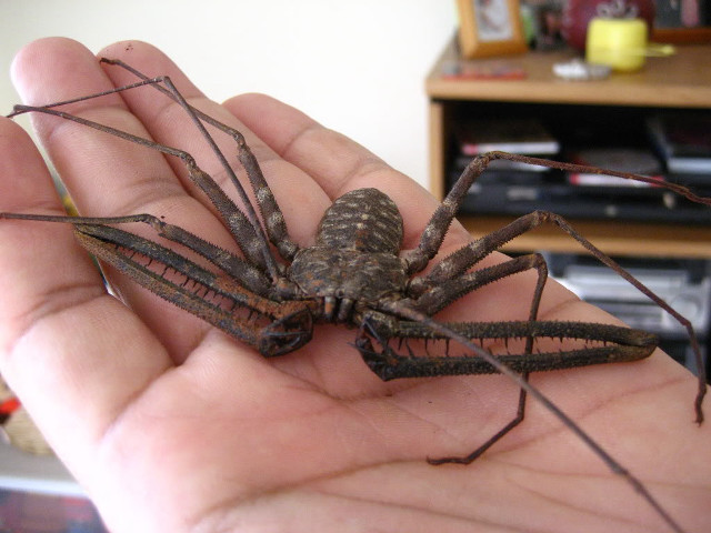 Person holding large spider room free wallpaper for desktop - medium preview image