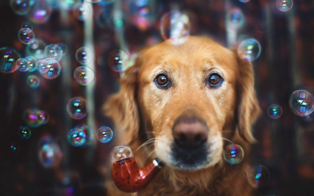 Dog bubbles pipe surreal impressionist free wallpaper for desktop - medium preview image