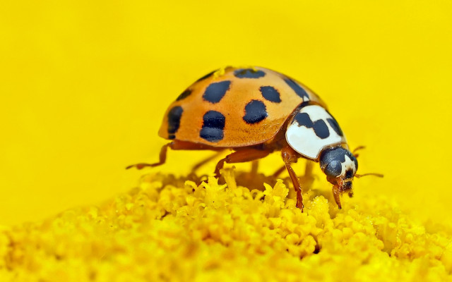 Ladybug yellowflower blackspots yellowbackground macroautumn free wallpaper for desktop - medium preview image