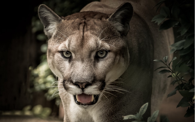 Mountain lion open mouth forest free wallpaper for desktop - medium preview image