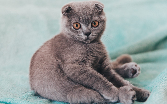 Small gray kitten curious blurry free wallpaper for desktop - medium preview image