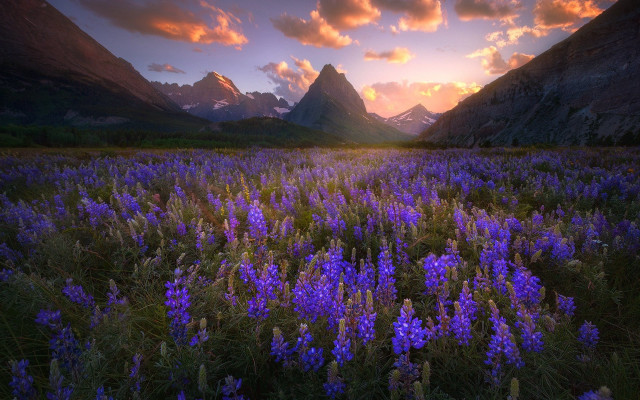 Purple flower field mountains sunset free wallpaper for desktop - medium preview image