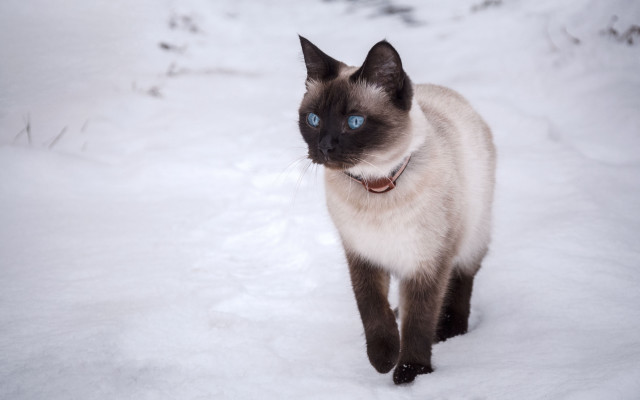 Siamese cat snow blue eyes free wallpaper for desktop - medium preview image