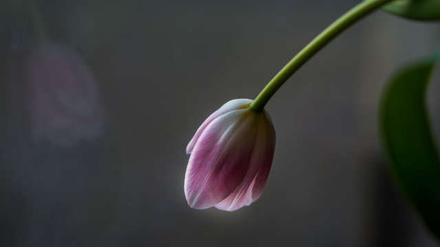 Pink flower green stem macro #4 free wallpaper for desktop - medium preview image