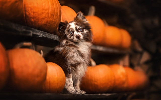 Small dog pumpkins autumn halloween free wallpaper for desktop - medium preview image