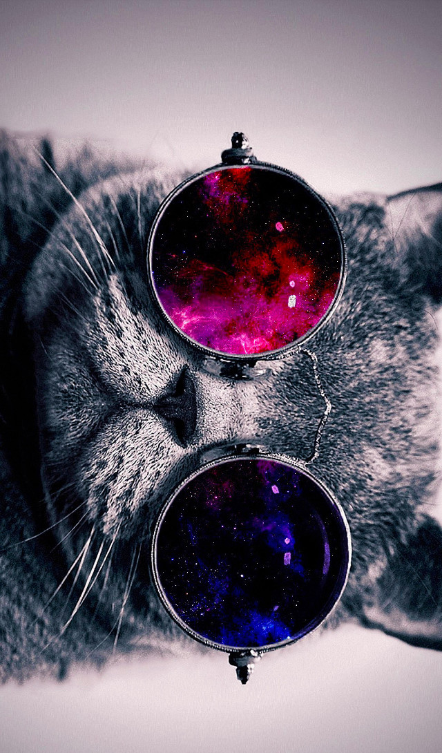 Cat closed eyes sunglasses space free wallpaper for mobile - medium preview image