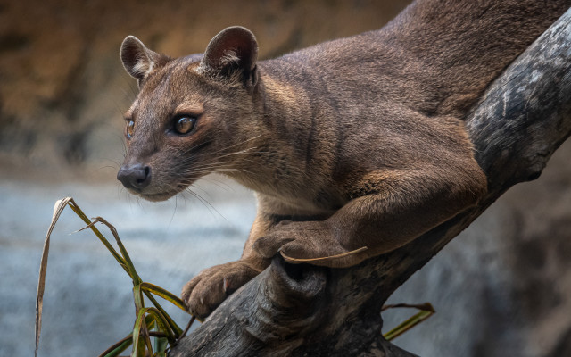 Small animal tree branch water free wallpaper for desktop - medium preview image