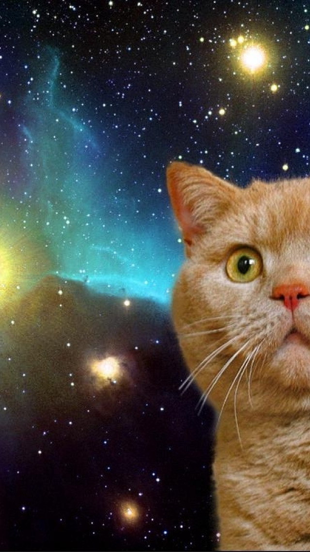 Cat looking up sky stars #2 free wallpaper for mobile - medium preview image