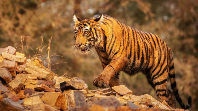 Tiger rockyhillside ruins wildlife photography free wallpaper for desktop - medium preview image