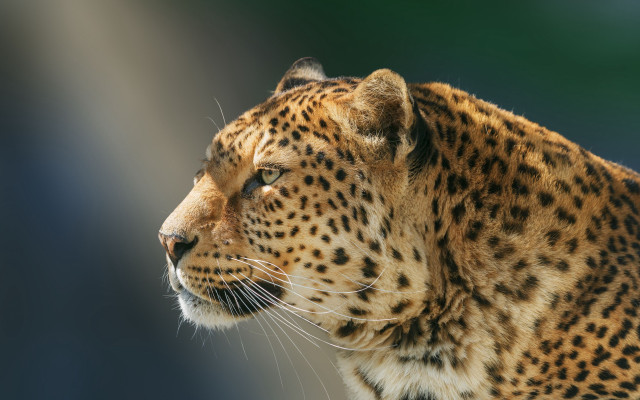 Leopard closeup blurry background photorealistic free wallpaper for desktop - medium preview image