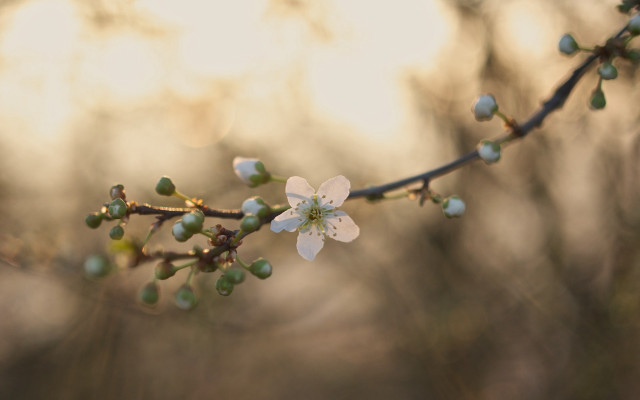 Branch white flowers green leaves #17 free wallpaper for desktop - medium preview image